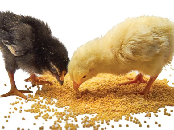 Thức ăn – dinh dưỡng theo giai đoạn 
