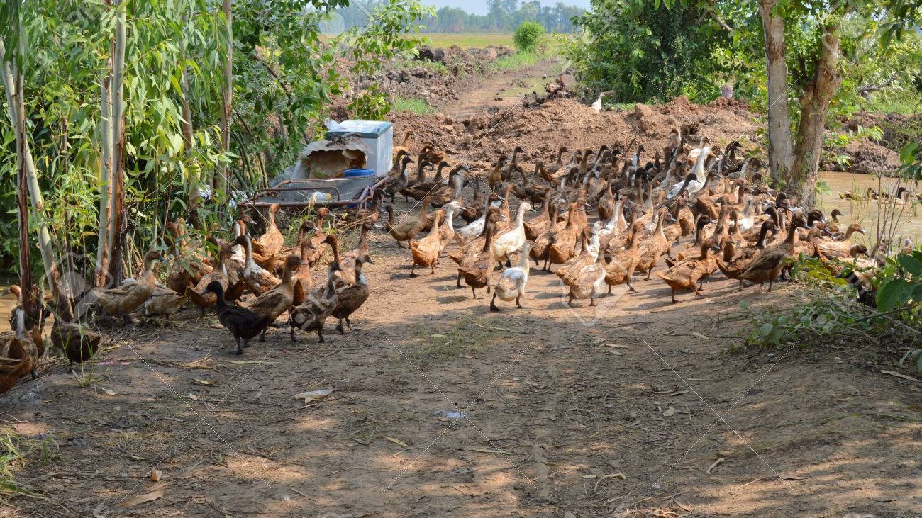 So sánh năng suất và chi phí giữa nuôi đơn loài và nuôi kết hợp gia cầm