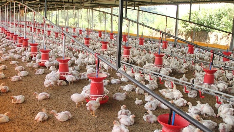 Chia sẻ kinh nghiệm nuôi tổng hợp gia cầm: Không gian – thức ăn – nước uống